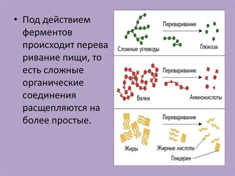 Роль ферментов в излучении света у светлячков