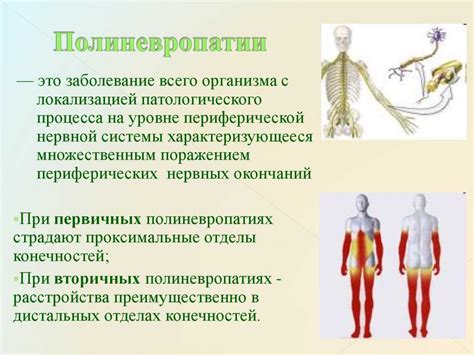 Роль филейной области организма в его функционировании