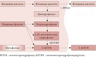 Роль фолатов в процессе синтеза гемоглобина