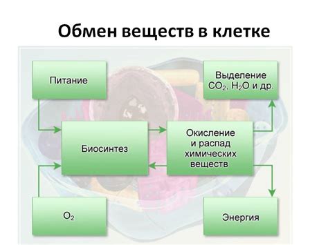 Роль фосфора в обмене веществ