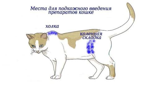 Роль холки у кошек в процессе применения препаратов