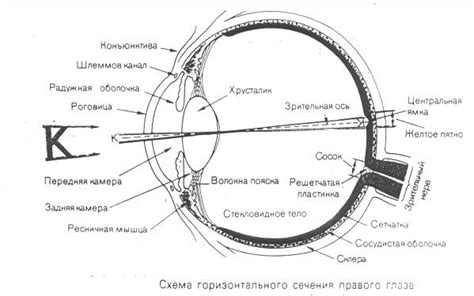 Роль хрусталика в зрительном аппарате человека