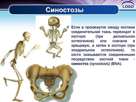 Роль хрящевых тканей в подвижных соединениях костей