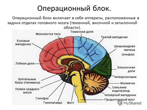 Роль центральных образований головного мозга в функционировании организма