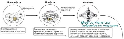 Роль центросомы в формировании спиндла митоза