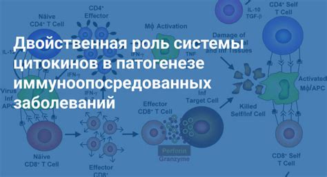 Роль цитокинов в увеличении числа лимфоцитов при аллергических реакциях