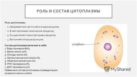 Роль цитоплазмы в обмене веществ в растении