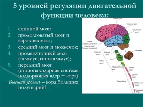 Роль черепно-мозговой коробки в регуляции двигательной активности