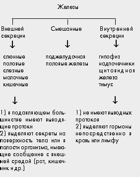 Роль шаров с внутренней "зимой" в современной культуре