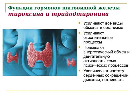 Роль щитовидной железы в функционировании организма