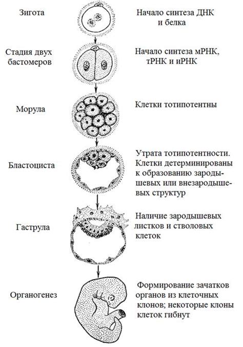 Роль эмбрионального пузыря в развитии растения