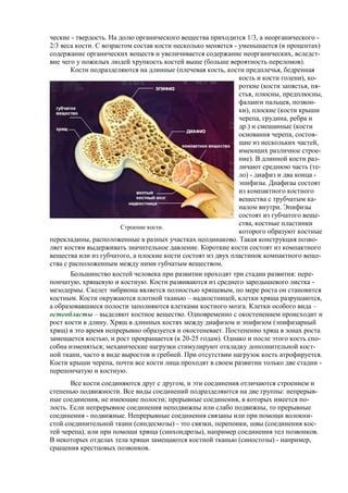 Роль эпифизной пластинки в механизмах роста кости