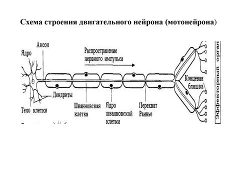 Роль эфферентного двигательного нейрона в передаче сигналов