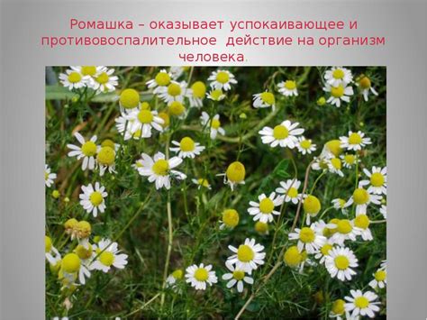 Ромашка: успокаивающее действие и борьба с воспалением уха