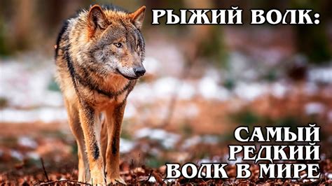 Рост, износ и заточка когтей у волков: неоспоримые факты об удивительном оружии волка