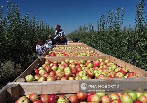 Рощи Леса Радуоск: сезонные яблочные сады привлекают внимание в игре-приключении Геншин Импакт