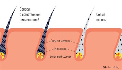 Ртутная железа: производство и регулирование меланина