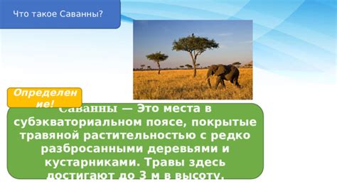 Саванны в России: места распространения и уникальные особенности