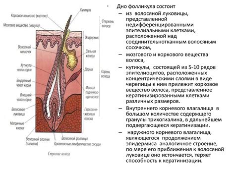 Сальные железы подбородка: производство секреции и ее влияние