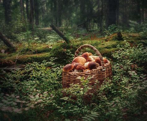 Самобытные уголки для сбора изысканных даров леса