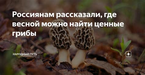 Самые скрытые районы, где можно найти ценные грибы