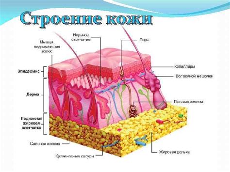 Санация и защита кожного покрова