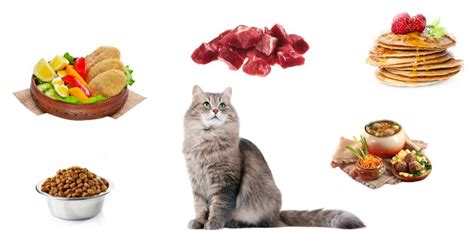 Свежие продукты: идеальное питание для выдающихся пород кошек