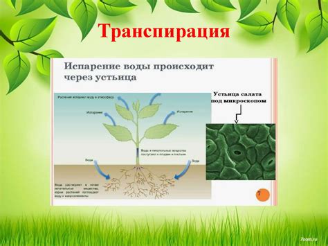 Сверхъестественное явление в Бильбринском растении: доказательства и вопросы