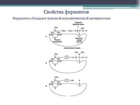 Свойства и механизм действия борной кислоты