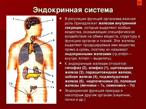 Связи и артикуляции внутренней области бедра: их важная функция и значимость