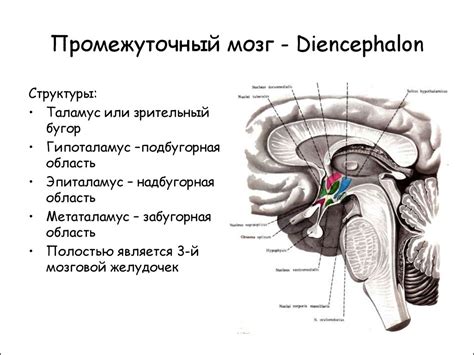 Связи промежуточного мозга с дрeвoвидным ядрами и таламусом