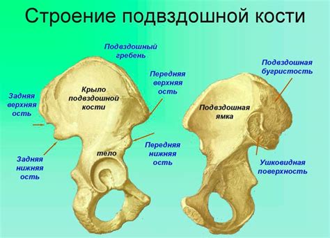 Связующие ткани и соединения в области подвздошной кости у женщин