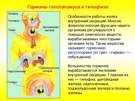 Связь вилочковой железы с другими органами