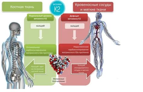 Связь витамина К2 с здоровьем костей