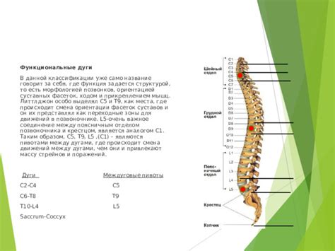 Связь между крестцом и поясничным отделом позвоночника
