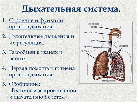 Связь между образованием углекислого газа и заболеваниями дыхательной системы