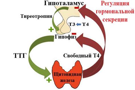 Связь между повышенным содержанием глюкозы и нарушением равновесия гормонов