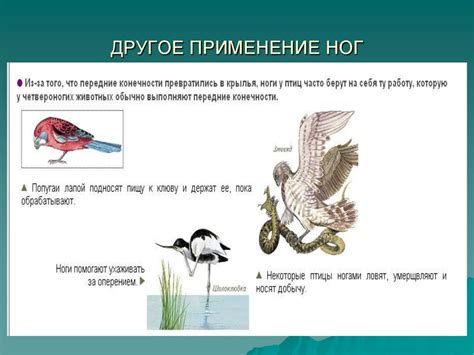 Связь между темными птицами во сновидениях и личными опасениями