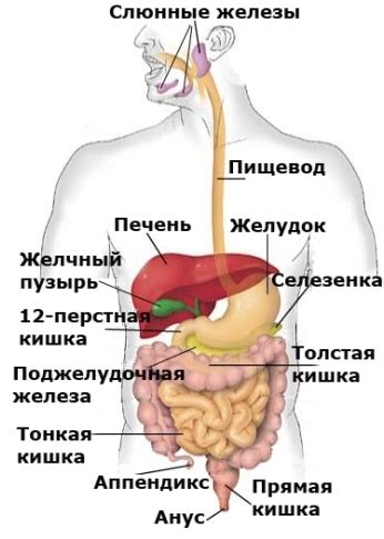 Связь оставшихся остатков пищи в глотке с расстройствами пищеварительной системы