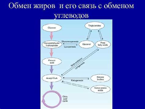 Связь потребления сосисок с обменом веществ