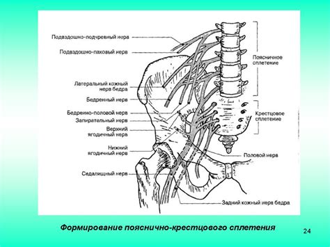 Связь седалищного нерва и брюшной полостью