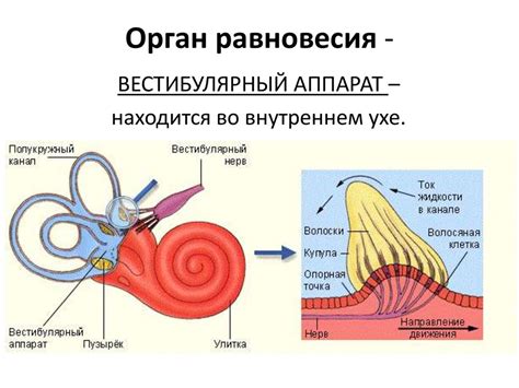 Связь слуха и зрения с другими чувствами: необычные наблюдения