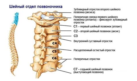 Связь узлов в спинномозговых сегментах позвоночника с остальными структурами