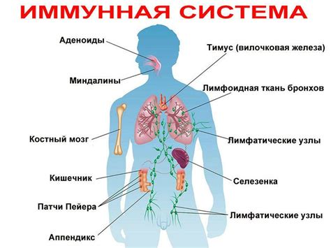 Связь фосфора с костной системой у женщин: факты и рекомендации