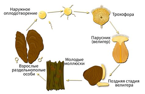 Сезонное поведение и размножение ряпушек