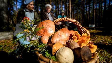 Сезонные особенности и признаки начала сезона грибного сбора