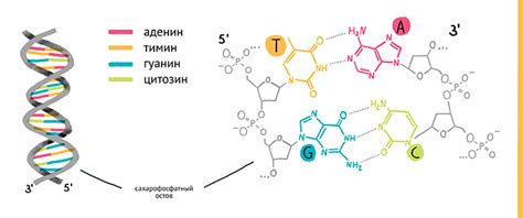 Секвенирование ДНК: методика и области применения