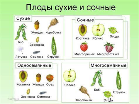 Секреты сушения слив: как получить ароматные и сочные плоды