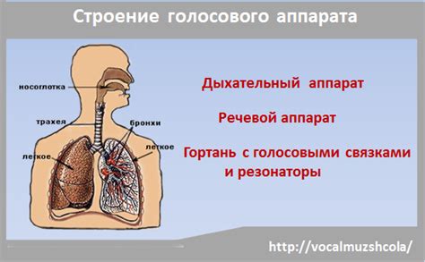 Секрет определения внутреннего прохода голосового аппарата