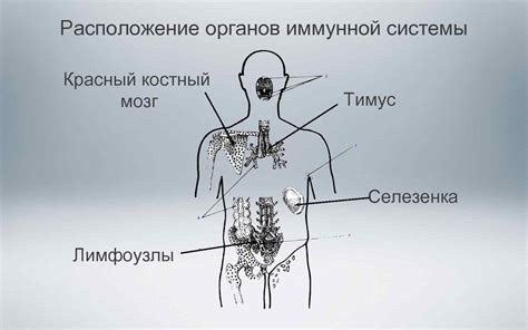 Селезенка: основной игрок в защите иммунной системы